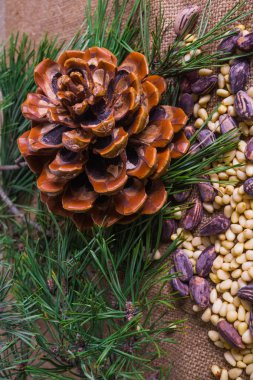 Sedir fındık. Soyulmuş ve sedir koni ile kabuğundaki.