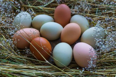 Saman bir yatak üzerinde çok renkli bir kabuk ile taze, doğal köy tavuk yumurtası.