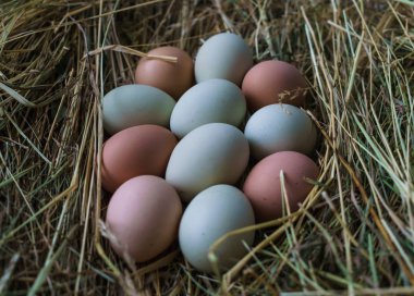 Saman bir yatak üzerinde çok renkli bir kabuk ile taze, doğal köy tavuk yumurtası.