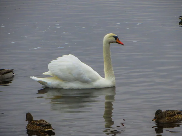 Magnificent white swan against a background of blue river water, — Stock Photo, Image