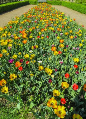Güzel, renkli bahar Lale Şehir Parkı.