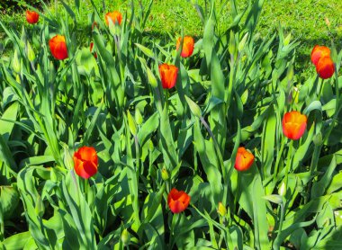 Güzel, renkli bahar Lale Şehir Parkı.