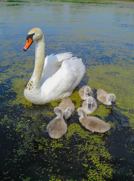 Familia de hermosos cisnes blancos en el agua en un estanque en la naturaleza . —  Fotos de Stock