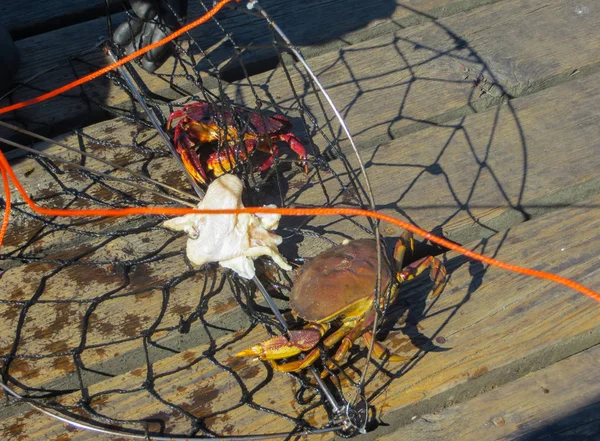 海蟹, 在太平洋沿岸。2015年9月温哥华. — 图库照片