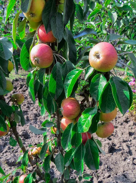 Соковиті пучки яблук на гілках яблуні в саду . — стокове фото
