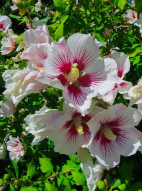 Gülhatmi çılgınca büyüyen Malva pembe çiçekler güzel bir çalı.