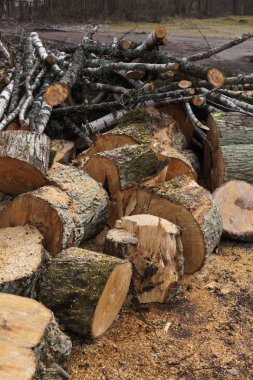 Ağaçlar, huş ağacı ve yakacak odun için Ladin Boyutlanmış günlükleri.