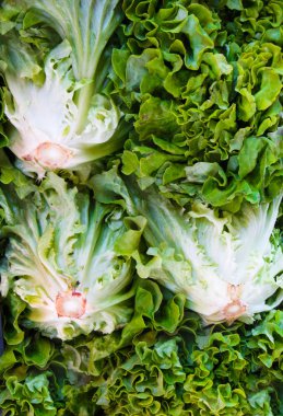 Taze, organik demetleri çiftlikte yetiştirilen marul.