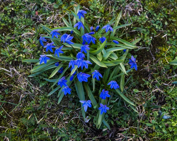 Bloeien in de vroege lente blauw-blauw bloemen Siberische bos. — Stockfoto