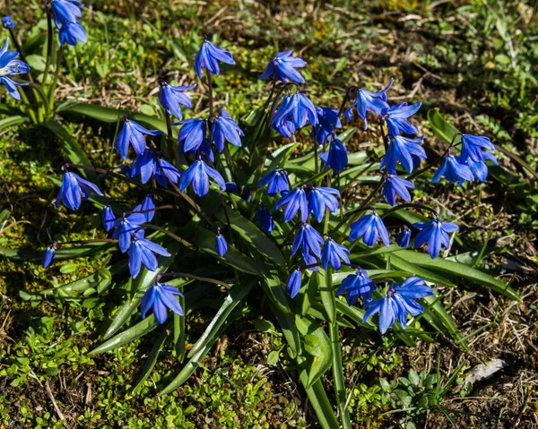 Bloeien in de vroege lente blauw-blauw bloemen Siberische bos. — Stockfoto