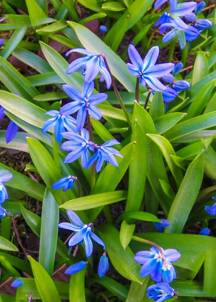 Blüht im zeitigen Frühling blau-blaue Blüten sibirischer Wälder. — Stockfoto