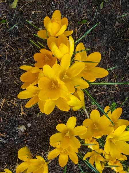 Bellissimi fiori di croco gialli in una soleggiata giornata primaverile in giardino . — Foto Stock