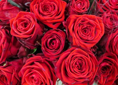 Bir vazo içinde taze güzel kırmızı gül buketi.