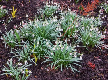 Kardelen erken Bahar ormanda. Çayır kır çiçekleri.
