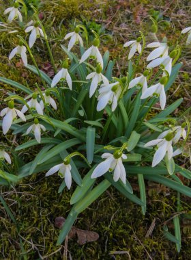 Kardelen erken Bahar ormanda. Çayır kır çiçekleri.