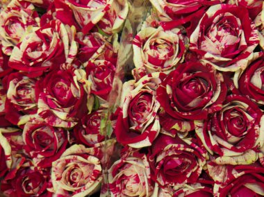 Bir vazo içinde taze güzel bordo gül buketi.