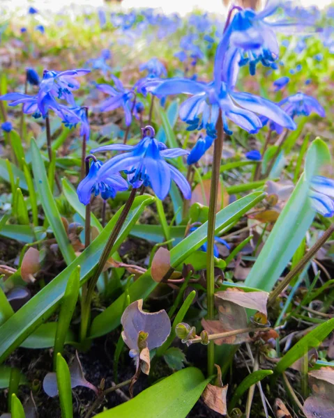 Blüht im zeitigen Frühling blau-blaue Blüten sibirischer Wälder. — Stockfoto