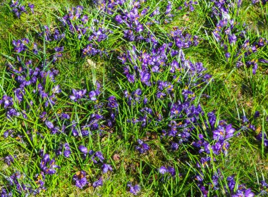 Bahçede bir güneşli bahar gününde çiğdemler güzel Eflatun çiçekler.