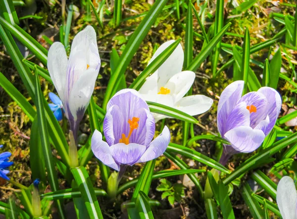 Schöne fliederfarbene Krokusblüten an einem sonnigen Frühlingstag im Garten. — Stockfoto