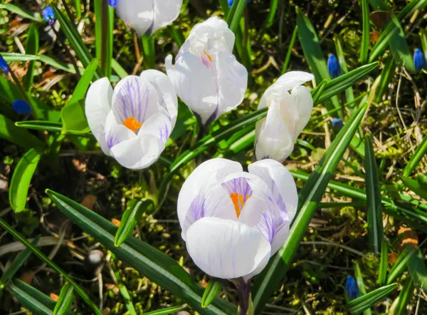 Красивые белые цветы крокусов в солнечный весенний день в саду . — стоковое фото