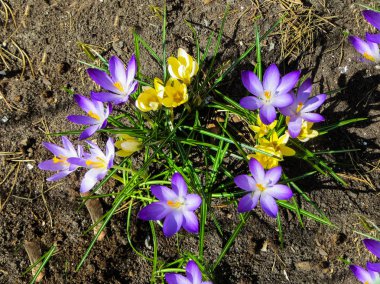 Bahçede bir güneşli bahar gününde çiğdemler güzel yavaşça Eflatun çiçekler.