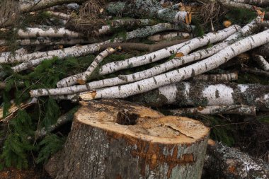 Ağaçlar, huş ağacı ve yakacak odun için Ladin Boyutlanmış günlükleri.