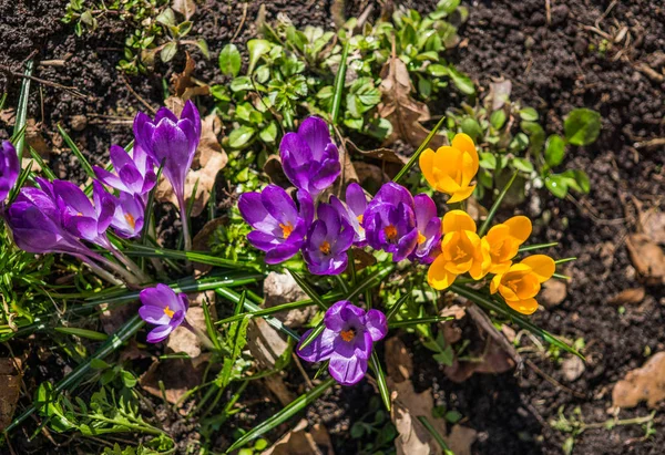 Bunte gelbe und lila Krokusblüten an einem sonnigen Frühlingstag im Garten. — Stockfoto