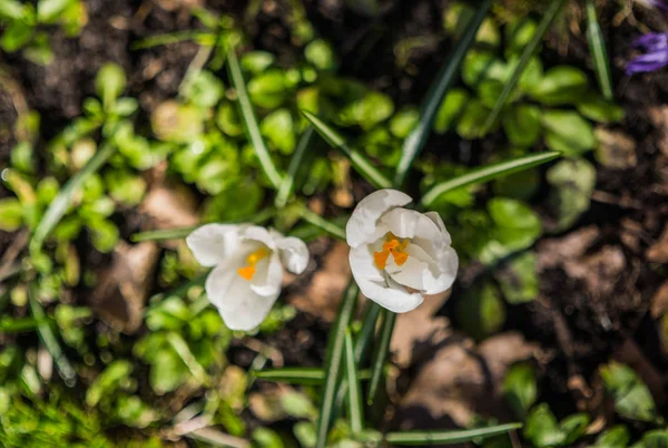 Weiße Krokusblüten an einem sonnigen Frühlingstag im Garten. — Stockfoto