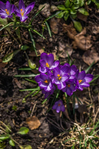 Kolorowe fioletowe kwiaty Krokus w słoneczny dzień wiosny w ogrodzie. — Zdjęcie stockowe