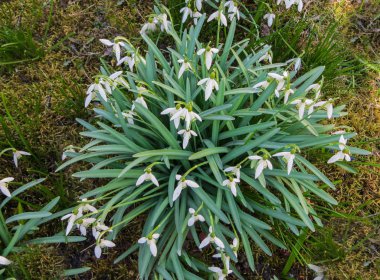 Kardelen erken Bahar ormanda. Çayır kır çiçekleri.