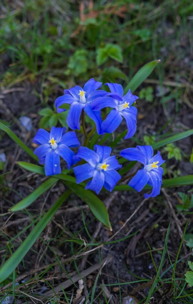 Цветок ионодокса, широко известный как снежная слава, расцветает очень рано весной . — стоковое фото