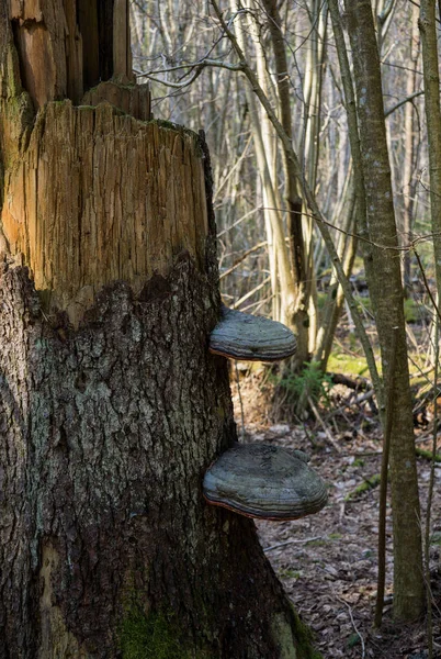 Ormanda kırık bir ağaçta yetiştirilen Chaga mantar. — Stok fotoğraf