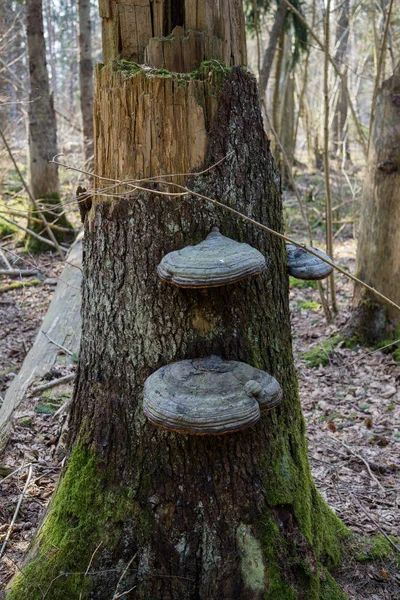 Houby Chaga pěstované na rozbitých stromech v lese. — Stock fotografie