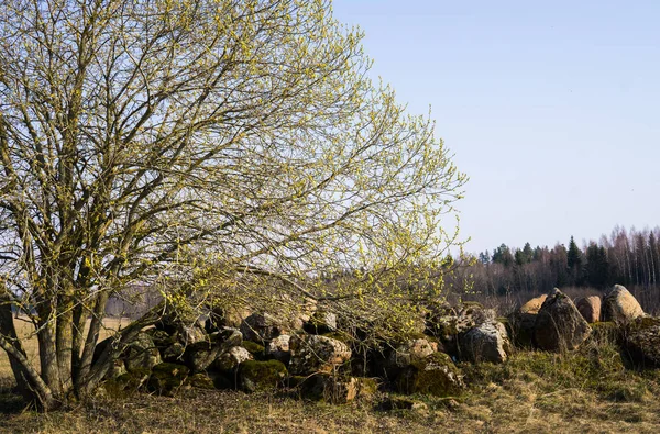 Wierzba krzew z otwartym mężczyzną kolczyki pełne pyłku w pobliżu stos kamieni w polu. — Zdjęcie stockowe