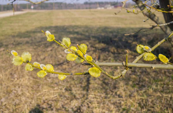 Weidenbusch mit ausgewachsenen männlichen Pollenohrringen. — Stockfoto