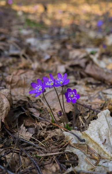 Die ersten lila Blüten der Hepatika bahnen sich ihren Weg durch die Blätter des letzten Jahres im Wald, im zeitigen Frühling. — Stockfoto