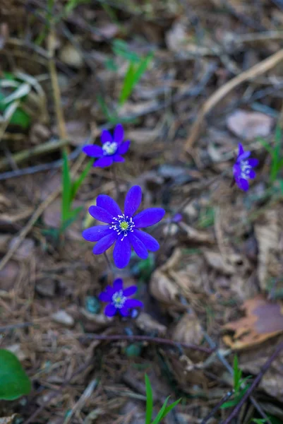 Pierwsze fioletowe kwiaty z wirusowego zapalenia wątroby w ostatnich latach pozostawiają w lesie, wczesną wiosną. — Zdjęcie stockowe