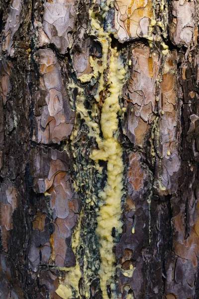 La sève de résine ambrée coule dans les ruisseaux le long de l'écorce du pin . — Photo