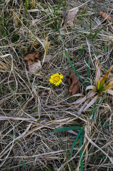 Die erste Blütenmutter und Stiefmutter im zeitigen Frühjahr. gelbe Blüte. — Stockfoto