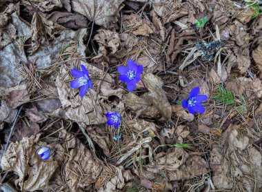 Hepatika'nın ilk mor çiçekleri geçen yılın yapraklarını ormanda, ilkbaharın başlarında geçiyor..