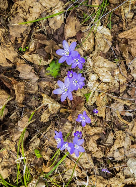 Die ersten lila Blüten der Hepatika bahnen sich im Frühjahr ihren Weg durch die Blätter des letzten Jahres im Wald. — Stockfoto