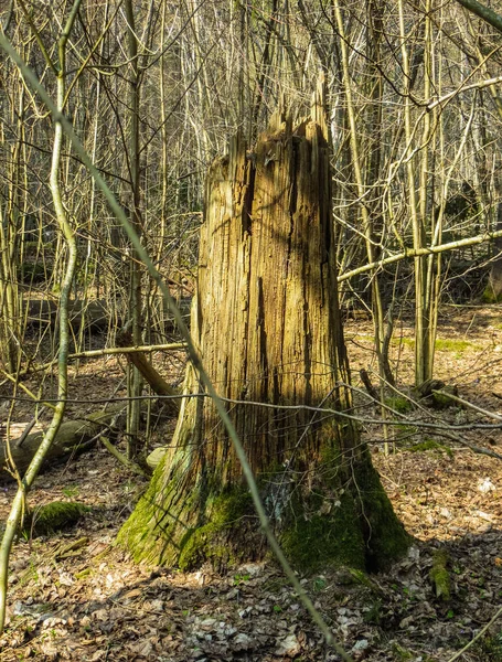 Windbreak from fallen trees in early spring in the forest. — 스톡 사진