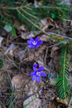 Hepatika'nın ilk mor çiçekleri geçen yılın yapraklarını ormanda, ilkbaharın başlarında geçiyor..