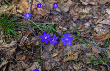 Hepatika'nın ilk mor çiçekleri geçen yılın yapraklarını ormanda, ilkbaharın başlarında geçiyor..