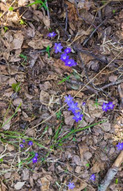 Hepatika'nın ilk mor çiçekleri geçen yılın yapraklarını ormanda, ilkbaharın başlarında geçiyor..