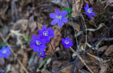 Hepatika'nın ilk mor çiçekleri geçen yılın yapraklarını ormanda, ilkbaharın başlarında geçiyor..