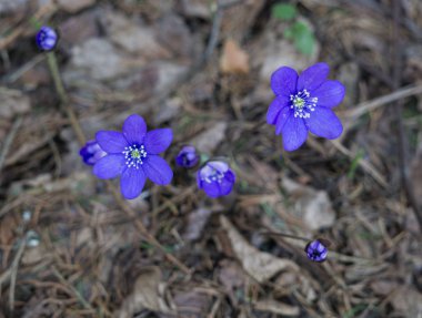 Hepatika'nın ilk mor çiçekleri geçen yılın yapraklarını ormanda, ilkbaharın başlarında geçiyor..