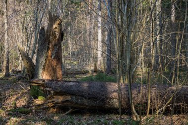 Ormanda sık sık devrilen ağaçlar, ilkbaharın başlarında.