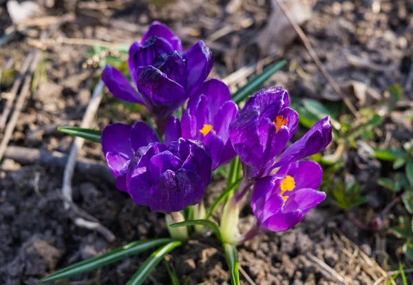 Die ersten zarten lila Krokusblüten im zeitigen Frühling. — Stockfoto