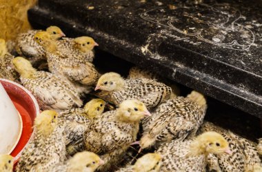 Genç bıldırcın, genç hayvanlar için özel bir kutuda büyür.